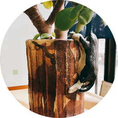 講師作品例　猫の植木鉢